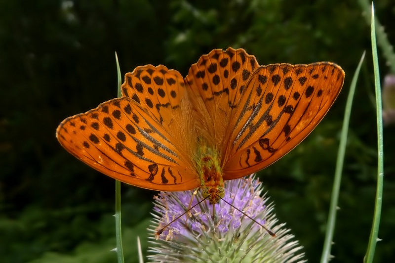 I maschi delle Argynnis si riconoscono dagli androconi......